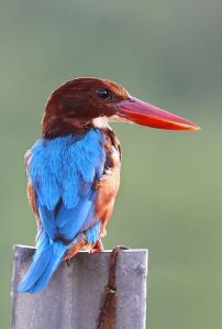 93f2e42843a14ad816885bd941cb207a